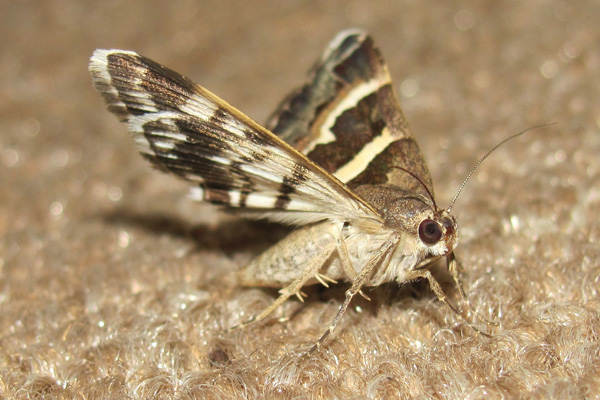 clothes moths in Harpenden