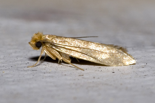 clothes moth infestation in Harpenden