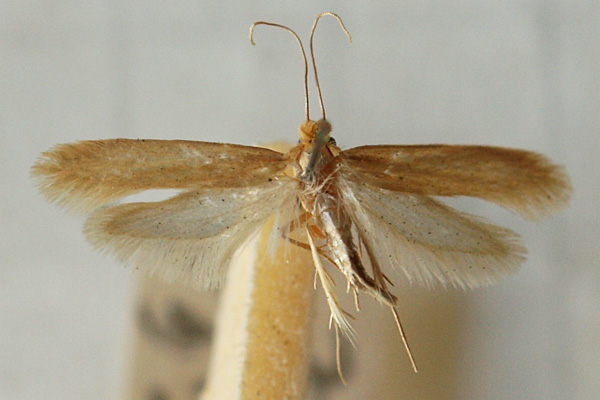 clothes moth removal Harpenden