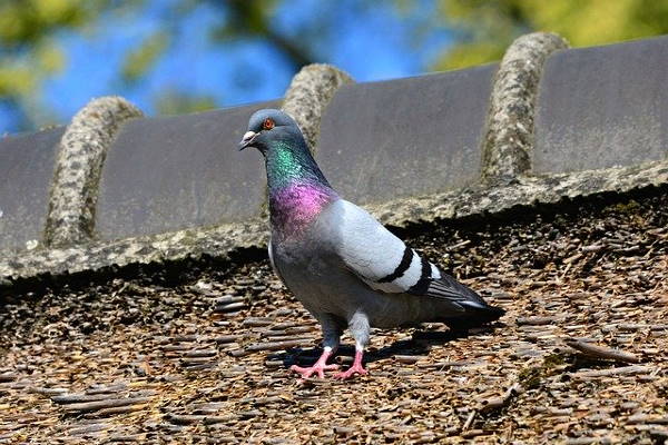 Pigeons nesting in Worthing