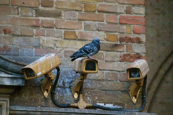 Pigeons on roof in Worthing