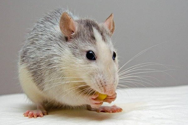 Rats in loft Crowborough Rats in loft Crowborough