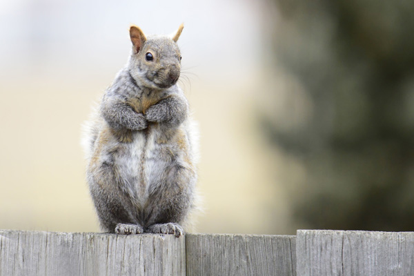 Squirrels in London