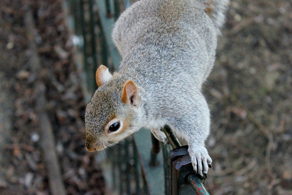 Squirrels in loft London