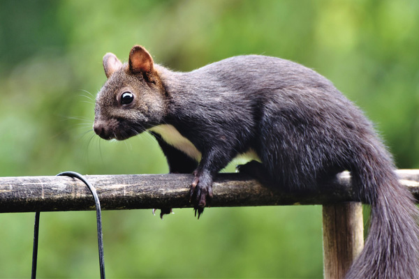 Squirrel problems in London