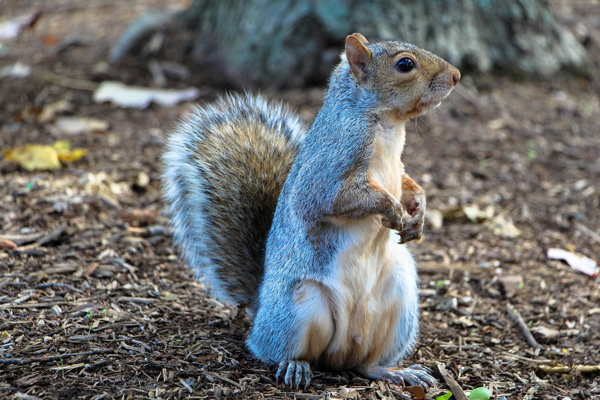 Squirrel nests in London