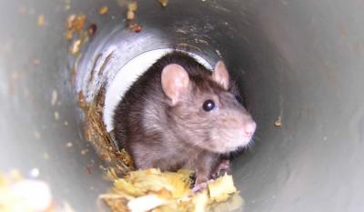 mice in loft space